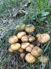 Armillaria mellea