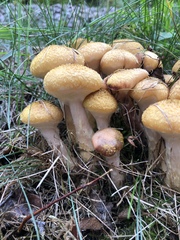 Armillaria mellea