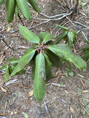 Rhododendron macrophyllum
