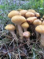 Armillaria mellea