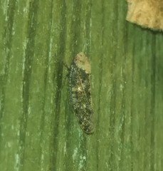 Paraphlepsius collitus