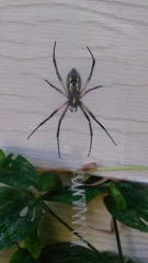 Argiope aurantia