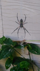 Argiope aurantia