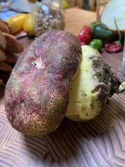 Butyriboletus autumniregius