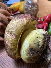 Butyriboletus autumniregius