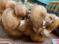 Butyriboletus autumniregius