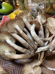 Butyriboletus autumniregius