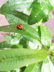 Harmonia axyridis