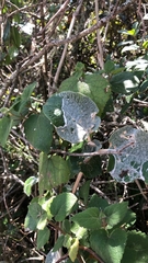 Pseudoperonospora cubensis