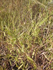 Urochloa platyphylla