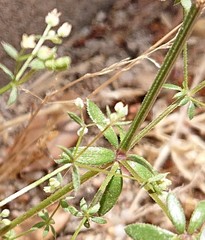 Galium parisiense