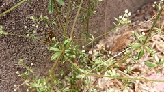 Galium parisiense