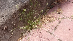 Galium parisiense