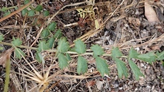 Sanguisorba verrucosa
