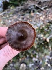 Collybiopsis villosipes