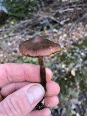 Collybiopsis villosipes