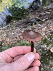 Collybiopsis villosipes