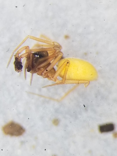 Scotinotylus sanctus