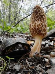Morchella