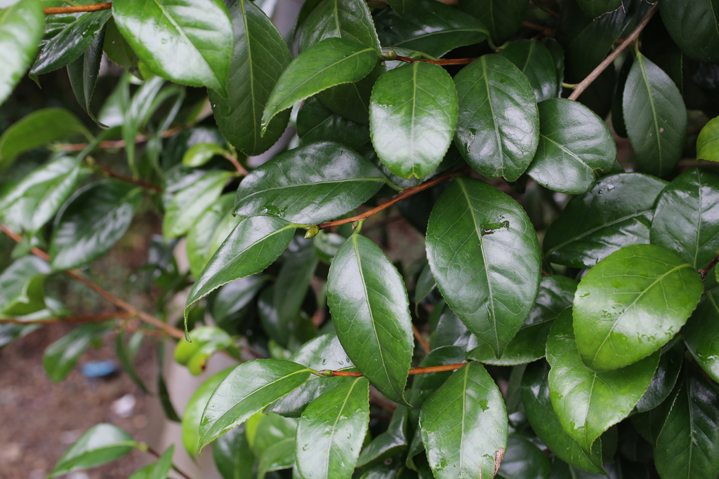 Camellia flower close-up with glossy leaves