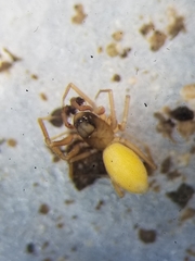 Scotinotylus sanctus