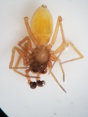 Scotinotylus sanctus