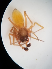 Scotinotylus sanctus