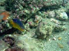 Stegastes flavilatus