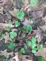 Waldsteinia