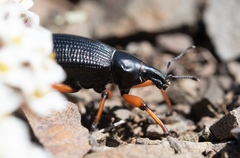 Cylydrorhinus angulatus