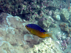 Stegastes flavilatus