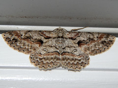 Iridopsis defectaria