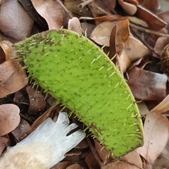 Paubrasilia echinata