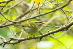 Phylloscopus goodsoni