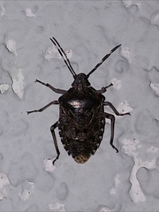 Rhaphigaster nebulosa