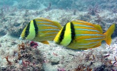 Panamic Porkfish photo 2