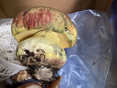 Butyriboletus autumniregius
