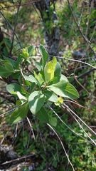 Lonicera etrusca