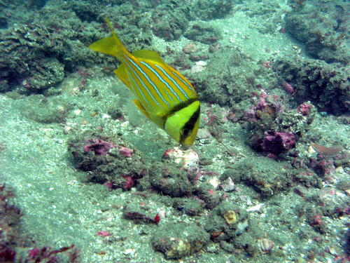 Panamic Porkfish