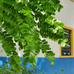 Paubrasilia echinata