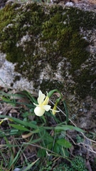 Narcissus triandrus