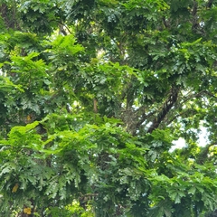 Paubrasilia echinata