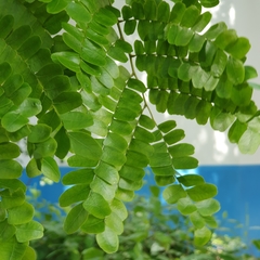 Paubrasilia echinata