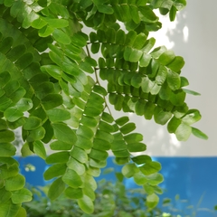 Paubrasilia echinata