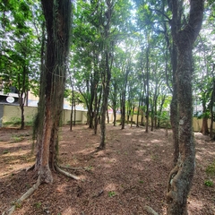 Paubrasilia echinata