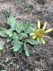 Tetragonotheca repanda