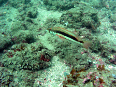 Serranus psittacinus