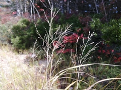 Panicum virgatum spissum