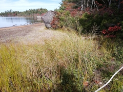 Panicum virgatum spissum