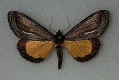 Gerrodes minatea